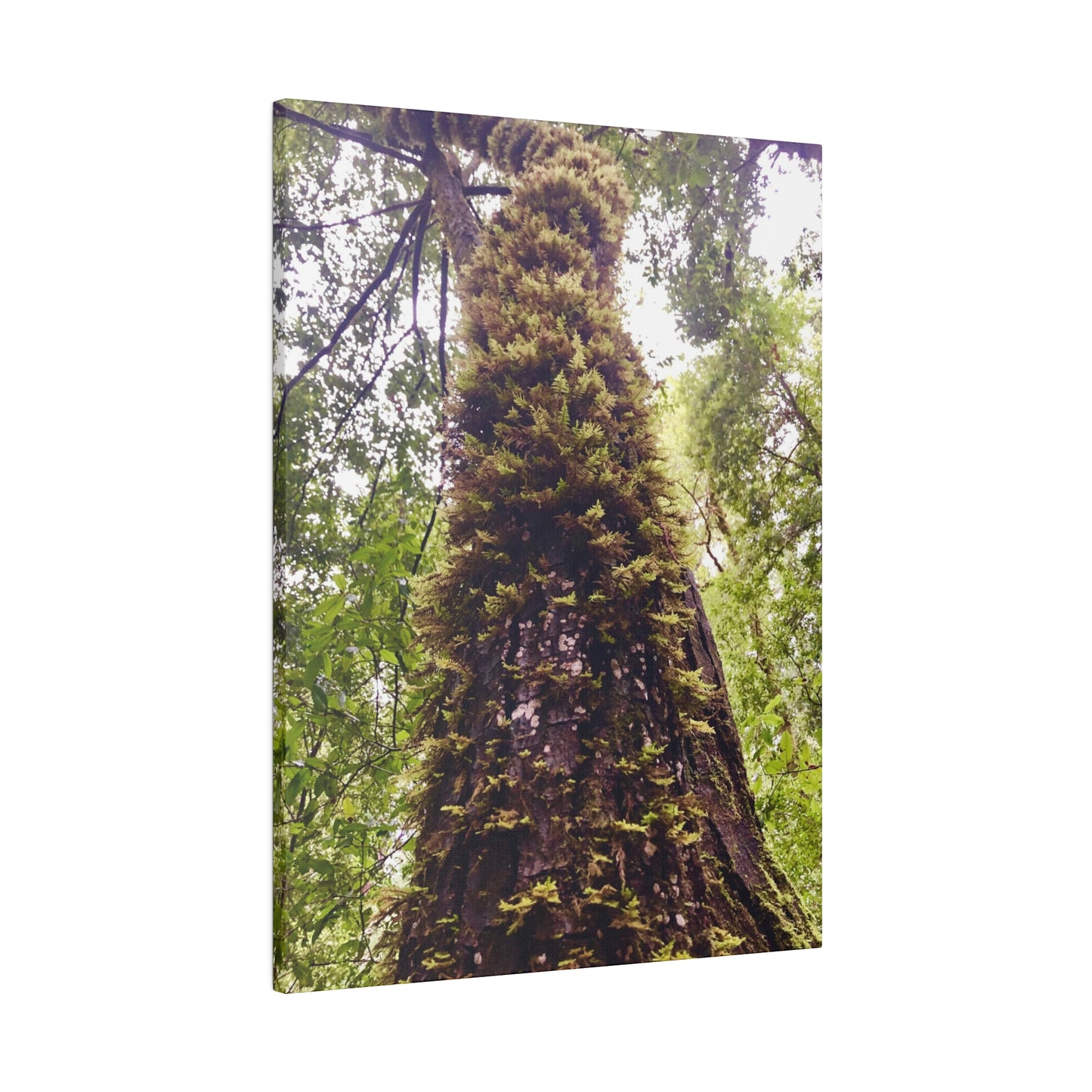 Big Basin Redwood State Park - Matte Canvas Print and Wall Art, Stretched, 0.75"