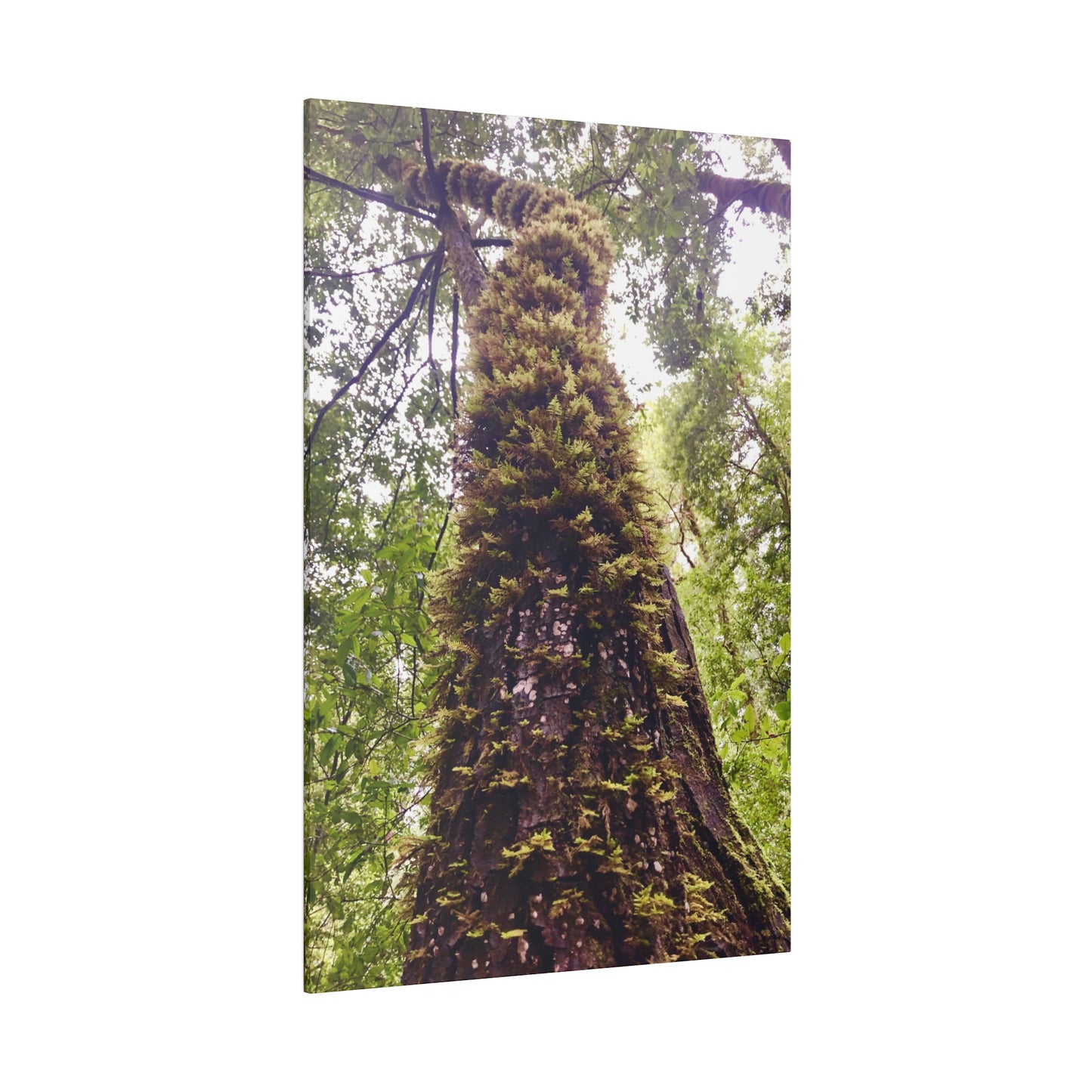 Big Basin Redwood State Park - Matte Canvas Print and Wall Art, Stretched, 0.75"