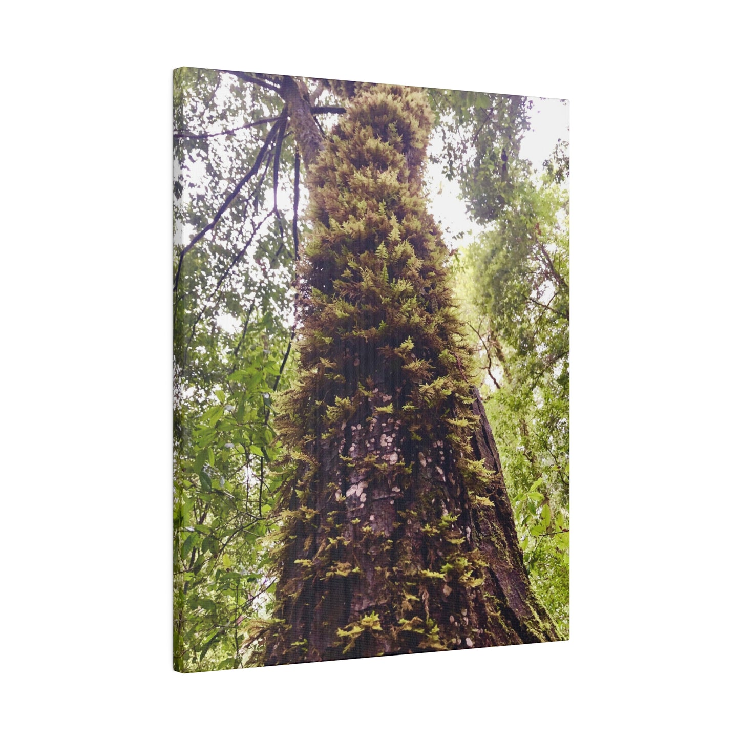 Big Basin Redwood State Park - Matte Canvas Print and Wall Art, Stretched, 0.75"