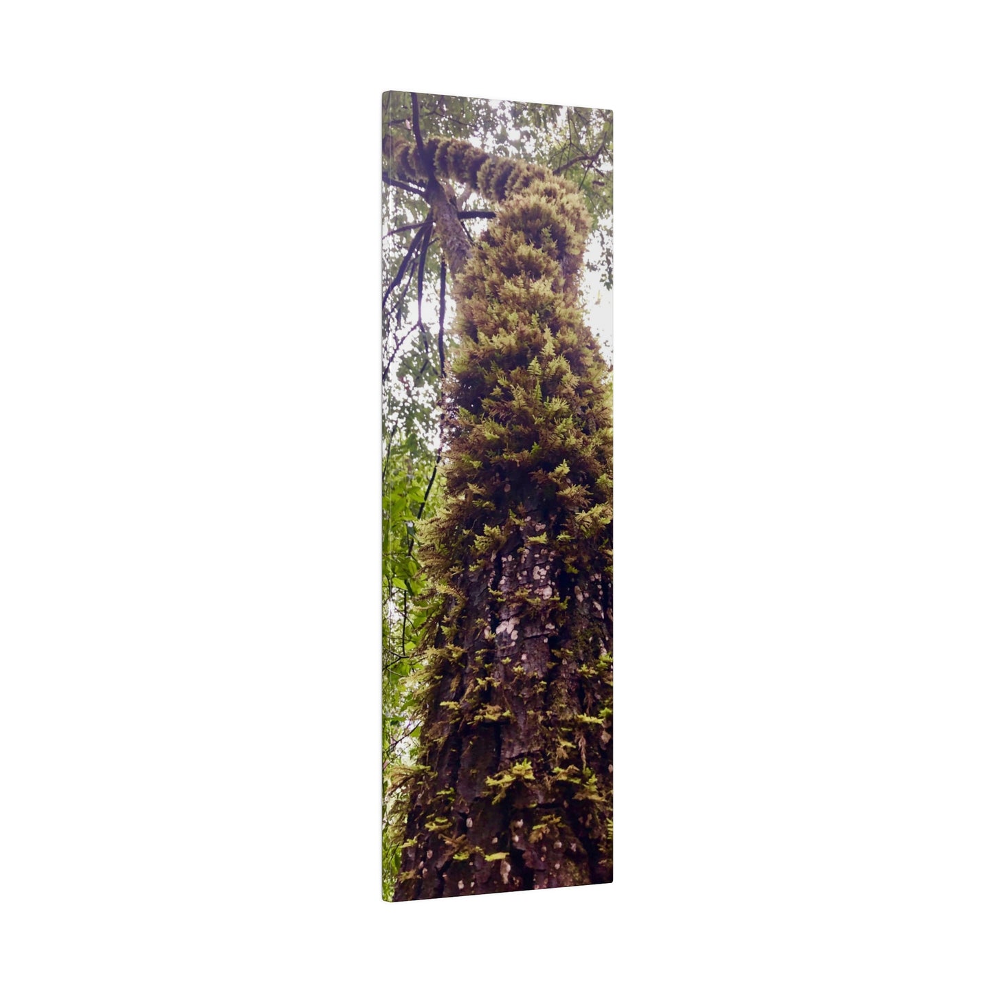 Big Basin Redwood State Park - Matte Canvas Print and Wall Art, Stretched, 0.75"